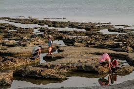 Sanajan papan kasebut ora katon kaya sing diarani swarga tropis, nanging miturut tuntunan para pemain, kabeh bakal enggal ganti lan wilayah kasebut bakal. Pantai Lorena Potensi Wisata Lamongan Yang Menunggu Dikelola Mongabay Co Id