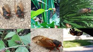 Giant cicada — i'll fly away 02:28. The Giant Bugs On The Sidewalks Are Cicadas That Rose From The Dead 4 Years Too Early The Washington Post