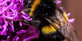 Get useful tips on how get rid of annoying ground bees. Reasons For Hiring Professional Pest Control For Wasp Nest Removal