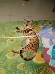 Kucing bengal adalah salah satu kucing hutan yang unik, seperti macan. Kucing Bengal Kucing Bengal Kucing Harimau