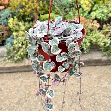 Image result for Ceropegia circinata