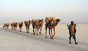 Don't forget the pronoun en as we translate 'about it' in how to say awesome in french: Camel Train Wikipedia