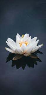 #indian lotus #white lotus #nature #lotus #creation #genus lotus. White Lotus Wallpaper By Sree9741 8d Free On Zedge