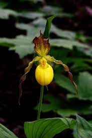 Pin On I Love Orchids