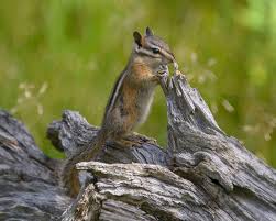 Maybe you would like to learn more about one of these? Least Chipmunk Facts Diet Habitat Pictures On Animalia Bio