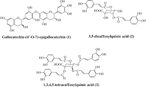 Image result for Bridelia scleroneura