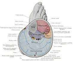 Medially, laterally and plantarly b. Calf Leg Wikipedia