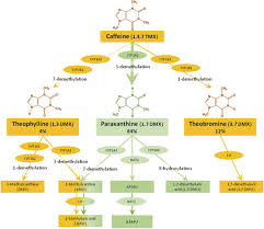 And ~67 minutes after caffeine capsule ingestion. Interindividual Differences In Caffeine Metabolism And Factors Driving Caffeine Consumption Pharmacological Reviews