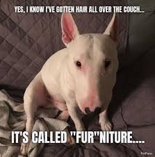 10 best walter dog memes story behind the hilarious nelson dog memes dogs create memes