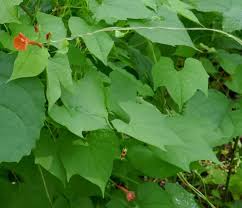 Image result for Ipomoea hederifolia