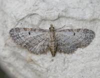 Image result for Eupithecia tenuiata