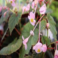 Begonia Grandis Evansiana In 2020 Schaduwplanten Begonia Grassen