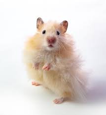 Show me a picture of a funny hamster. Funny Hamster Isolated White Background Close Up Stock Image Image Of Backgroundn Hair 140769127