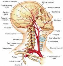 Instant anatomy is a specialised web site for you to learn all about human anatomy of the body with diagrams podcasts and revision q. Head Artery Supplement Diagram