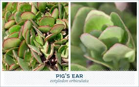 We did not find results for: 20 Popular Types Of Succulents Ftd Com