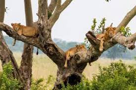 Big Five Safaris Tour And Travel Company
