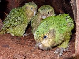 Yeni Zelanda'nın Tehlike Altındaki 'Baykuş Papağanı' Kakapo ile Tanışın - Hayvanlar