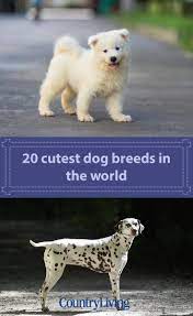 It S Official These Are The 20 Cutest Dog Breeds In The World In 2021 Dog Breeds Cute Dogs Breeds Cute Dogs