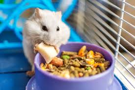 5 Best Hamster Foods Reviewed For 2020
