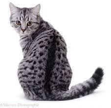 Beautiful Black And White Spotted Cat Cat Looking Back Google Search Spotted Cat World Cat Day Cats