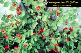 Image result for Crossopetalum