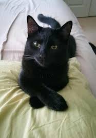 Personally I Had A Black Cat And Everyone Loved Him He Was The Sweetest And Had A Playful Personality His Green Eyes Stood Out Cute Black Cats Cats Kittens