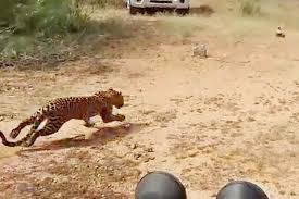 The address of malai marungil is karadimadai road, kuppanur, near perur temple, madampatti, coimbatore, tamil nadu, india. Elusive Leopard In Kovai Caught After 30 Day Hunt Freed Into Forest Dtnext In