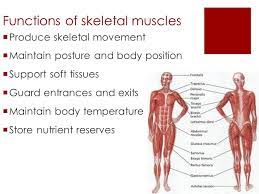 Skeletal Muscle Unit Chapter 6 Functions Of Skeletal Muscles Produce Skeletal Movement Maintain Posture And Body Position Support Soft Tissues Ppt Download