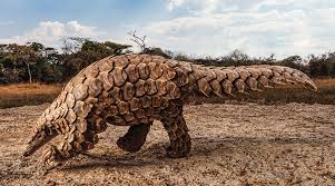 Start creating incredible laser shows. Plight Of The Pangolin Biology Article For Students Scholastic Science World Magazine