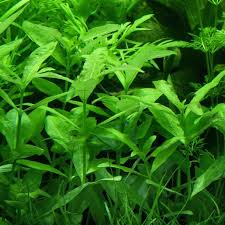 Image result for Hygrophila uliginosa