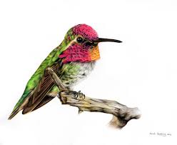 We did not find results for: Hummingbird Colour Pencil Drawing Painting By Sarah Stribbling