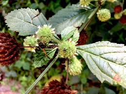 Image result for Acrotome hispida