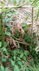 @Jeremy_Gates67's video Tweet