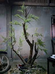 Maybe you would like to learn more about one of these? Bonsai Cucur Atap Home Facebook
