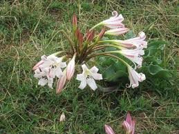 Image result for Crinum subcernuum