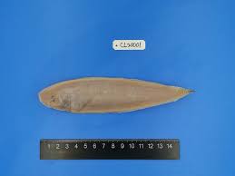 长吻红舌鳎Cynoglossus lighti - 物种库- 国家动物标本资源库
