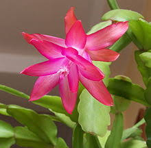 How to grow and care for christmas cactus. Schlumbergera Wikipedia