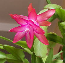 Merry christmas aunt bev, our cactus is blooming and we wanted you to have a blooming christmas cactus also! Schlumbergera Wikipedia