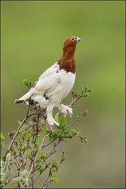 Willow Ptarmigan Hayvan Guzel Kuslar Ve Hayvanlar