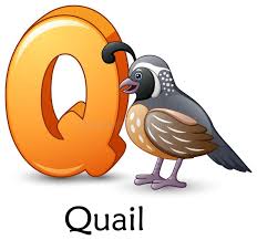 Birds That Start With The Letter Q Letter Q Is For Quail Bird Cartoon Alphabet Royalty Free Illustration In 2020 Alphabet Pictures Alphabet Images Alphabet Nursery