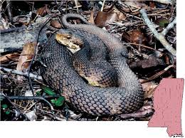 Moccasin, (genus agkistrodon), either of two venomous aquatic new world snakes of the viper family (viperidae): Mdwfp Venomous Snakes Of Mississippi