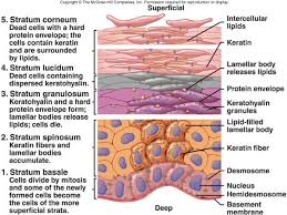 The Human Anatomy And Physiology Human Anatomy And Physiology Anatomy And Physiology Physiology