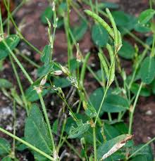 Image result for Phyllanthus ovalifolius