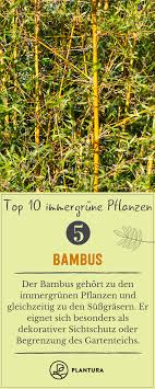 Immergrune Pflanzen Die 10 Besten Fur Den Garten Immergrune Pflanzen Pflanzen Straucher Pflanzen