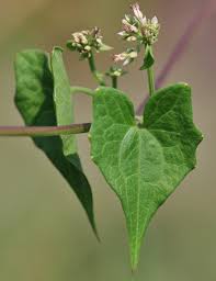 Image result for Mikania