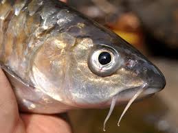 Sisik ikan merupakan limbah yang belum dimanfaatkan dengan optimal. Semah Daun Wikipedia Bahasa Indonesia Ensiklopedia Bebas