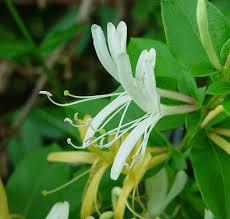Elenco dei fiori piu profumati del mondo. Lonicera Caprifoglio Consigli Coltivazione E Cura