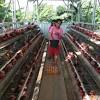 Harga ayam broiler di pasaran per bulan maret 2018. 1