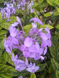 Image result for Panicum graciliflorum