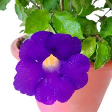 Image result for Thunbergia laborans
